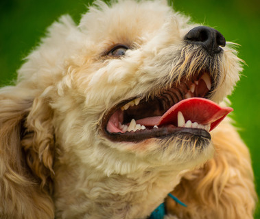 blenheim sydney cavoodle puppy nsw hawkesbury crown oak