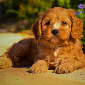 Cavoodle puppies for sale Sydney NSW at Crown Oak Puppies.