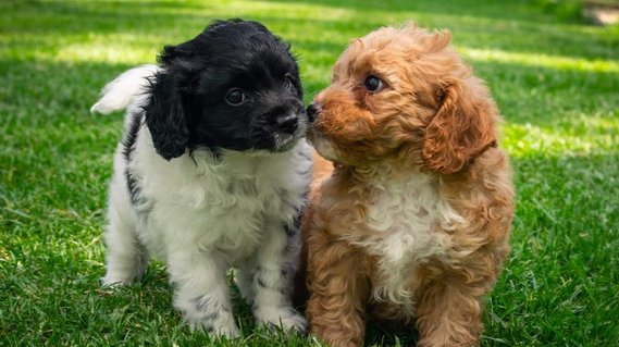 Cavoodle puppies for sale Sydney NSW at Crown Oak Puppies.