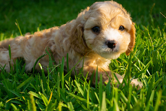 sydney cavoodle apricot hawkesbury teddy bear dog breed