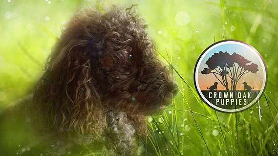 Crown Oak Puppies on Facebook page
