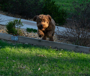cavoodle dog running