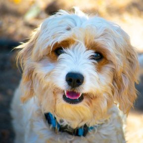 Crown Oak Puppies Blenheim cavoodle Daisy in Sydney