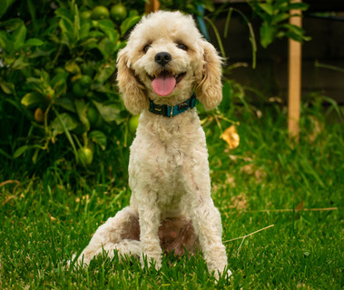 blenheim sydney cavoodle puppy nsw hawkesbury crown oak