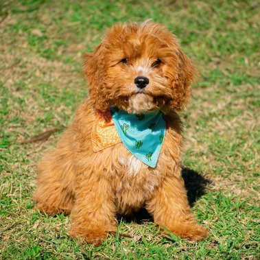 Crown Oak Puppies apricot cavoodle Walter in Sydney