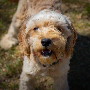Crown Oak Puppies apricot cavoodle Redman in Sydney
