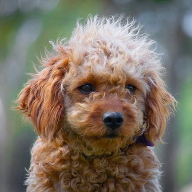 Crown Oak Puppies apricot cavoodle Sansa in Sydney