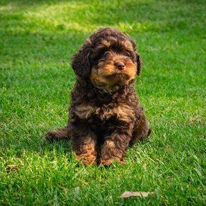 Crown Oak Puppies cavoodles Sydney chocolate and tan puppy