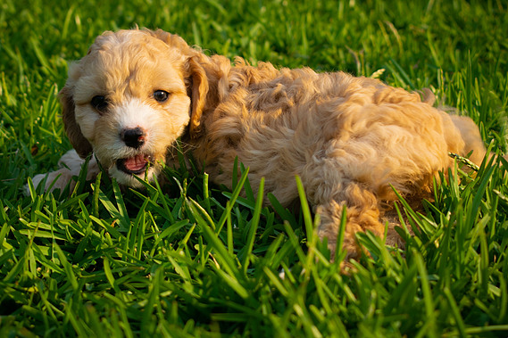 sydney cavoodle apricot hawkesbury teddy bear dog breed