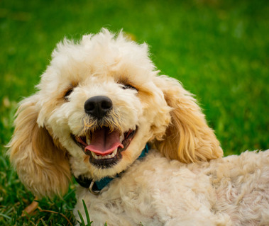 blenheim sydney cavoodle puppy nsw hawkesbury crown oak