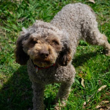 Crown Oak Puppies chocolate cavoodle Fudge in Sydney