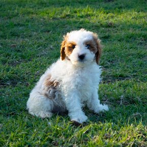 Crown Oak Puppies cavoodles Sydney blenheim puppy