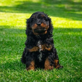 Crown Oak Puppies cavoodles Sydney black and tan puppy