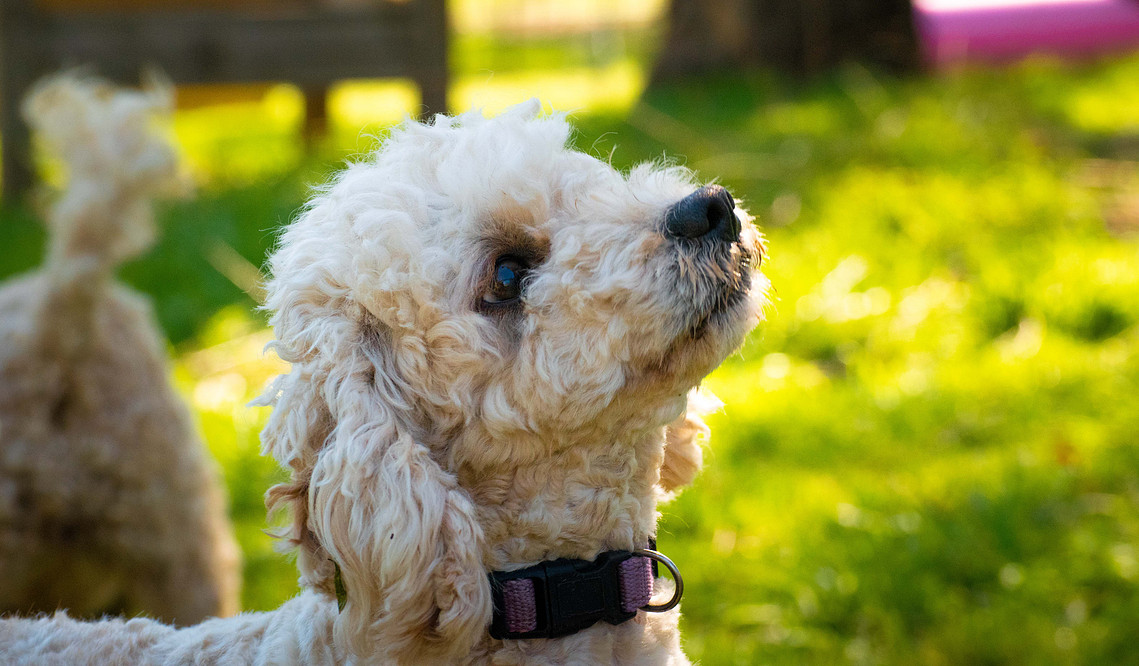 sydney cavoodle apricot hawkesbury teddy bear dog breed