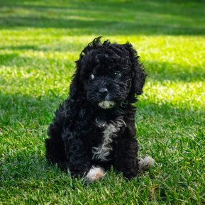 Crown Oak Puppies cavoodles Sydney black puppy