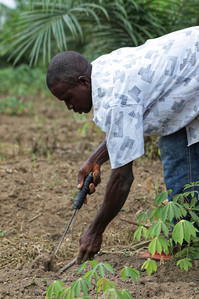 Planting Cassava on an IFAD programme working to reduce rural poverty and food insecurity on a sustainable basis through agriculture in Sierra Leone.