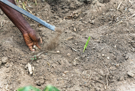 Planting Cassava on an IFAD programme working to reduce rural poverty and food insecurity on a sustainable basis through agriculture in Sierra Leone.