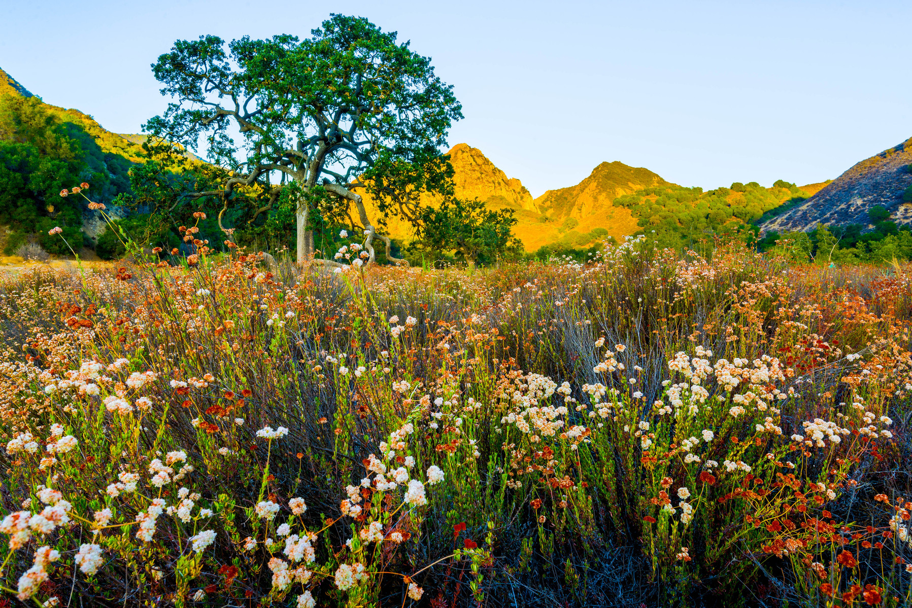 Summer Sunrise at Malibu Creek State Park. wildflowers, oak tree, sunrise