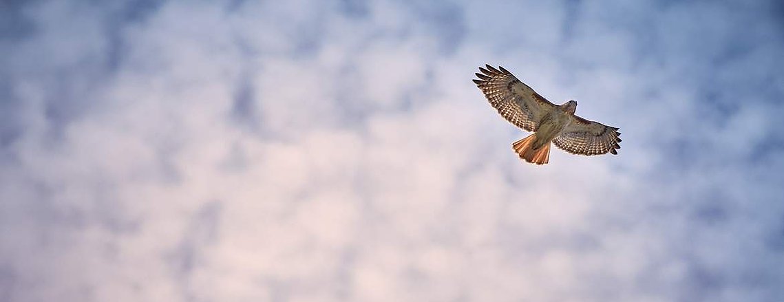 Red-tailed hawk flying overhead against a cloudy sky.  Wildlife photography prints for sale.  Photo by Loren Scott Fiedler.