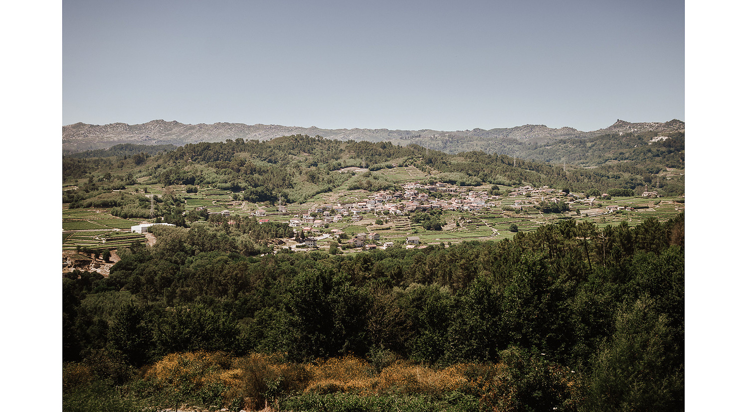 Paisaje del Ribeiro. Viñedos de Ribadavia, Ourense
