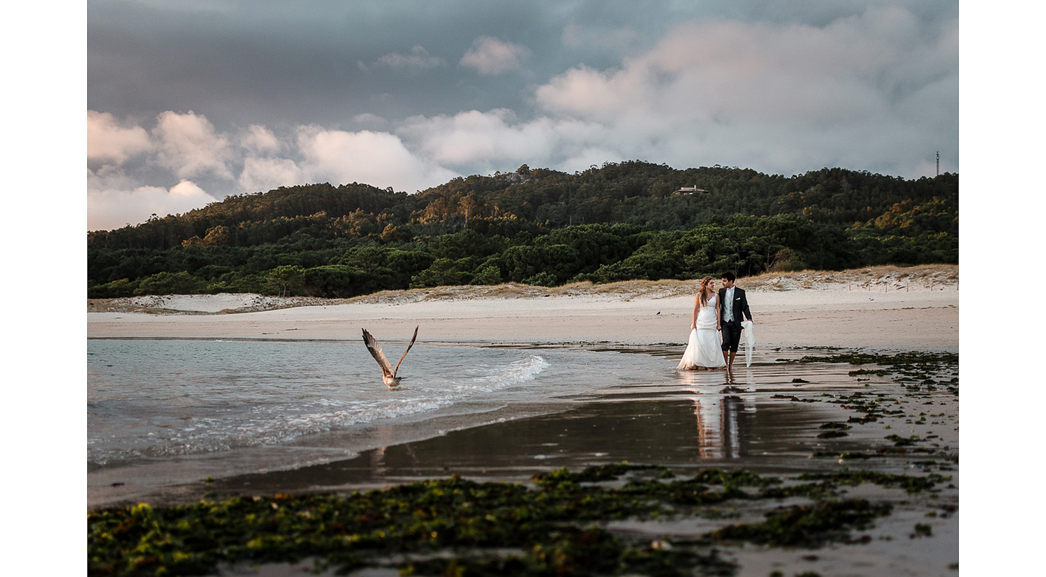 Fotografía de boda en la playa de Nerga en Galicia. Novios caminan descalzos al lado del mar durante la puesta de sol y gaviota volando e