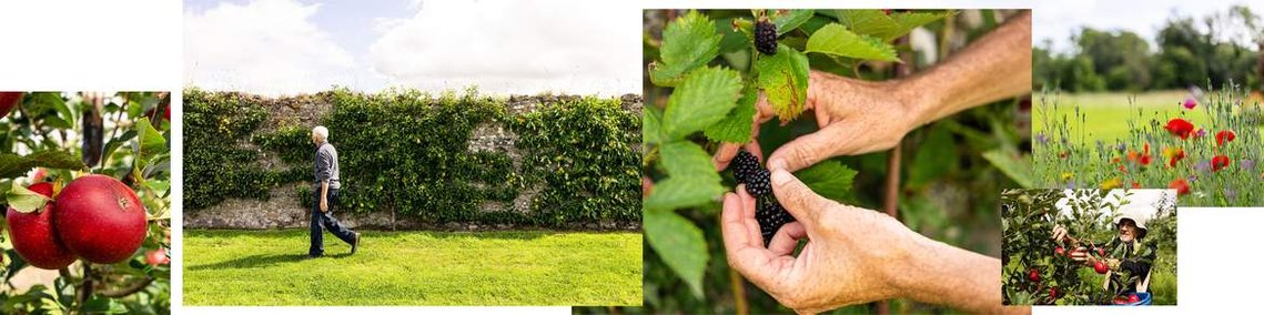 Photography for food business Attyflin Estate. Food production and harvesting photography. Local food business photography.
