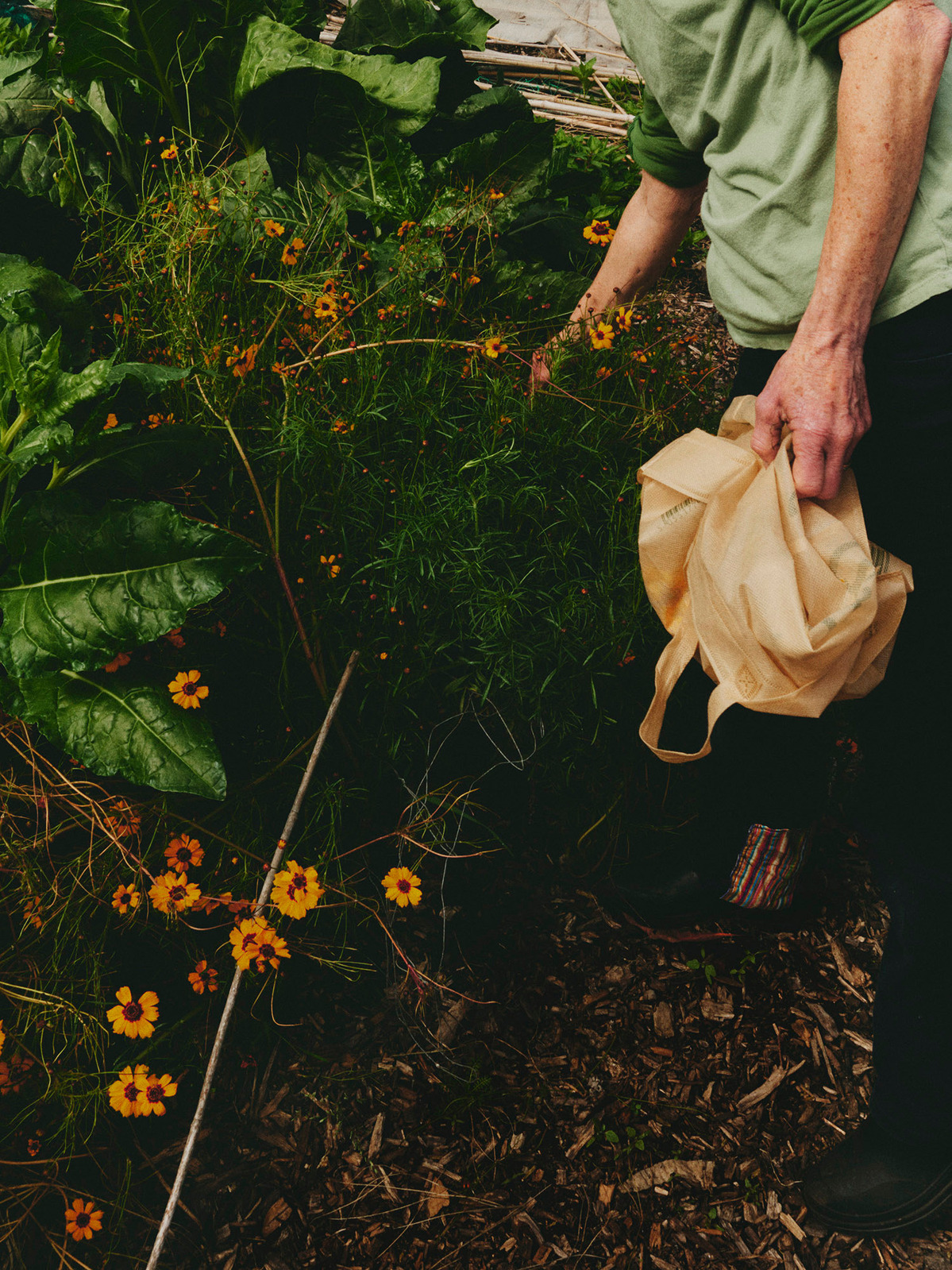 A person harvesting Coreopsis flowers for organic dying