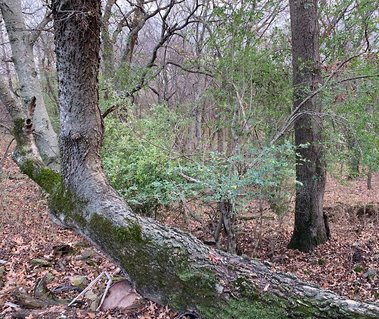 Native American signal tree found on an Ozark farm near Van Buren, Arkansas