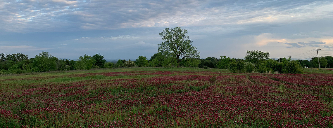 Black walnut tree in a field of crimson clover, photo taken in the Ozarks