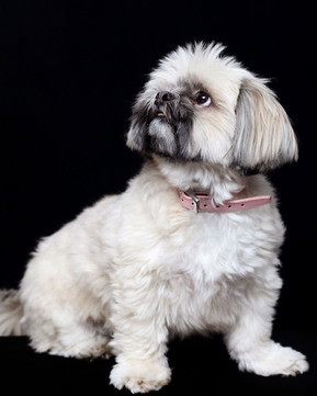 Small white dog in professional photography studio with black background Pet Portrait Photographer Dublin. Christmas gifts for dog lovers