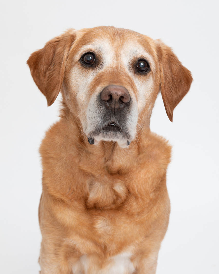 Pet portrait photography studio. Front profile of elderly golden labrador dog in a professional family photo studio white background