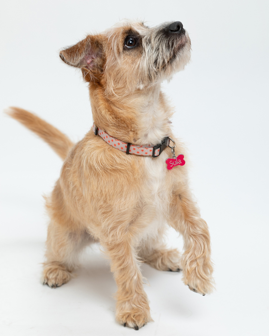 Pet portrait photography studio. Side  profile of small golden dog in a professional family photo studio white background