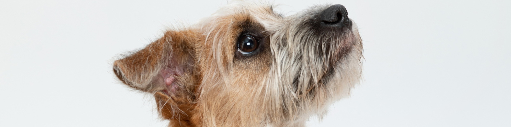 A professional portrait of a small brown and white dog wearing a red and grey collar looking up at the camera. Taken in a professional family and pet photography studio in Dublin with a white background.