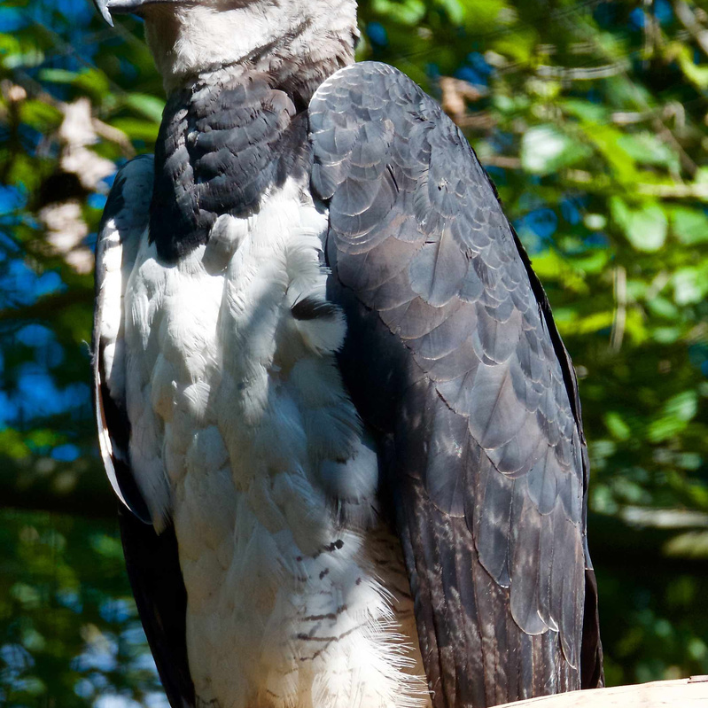 Harpy Eagle - Blogging in Brazil - Marc Van Woerkom Photography