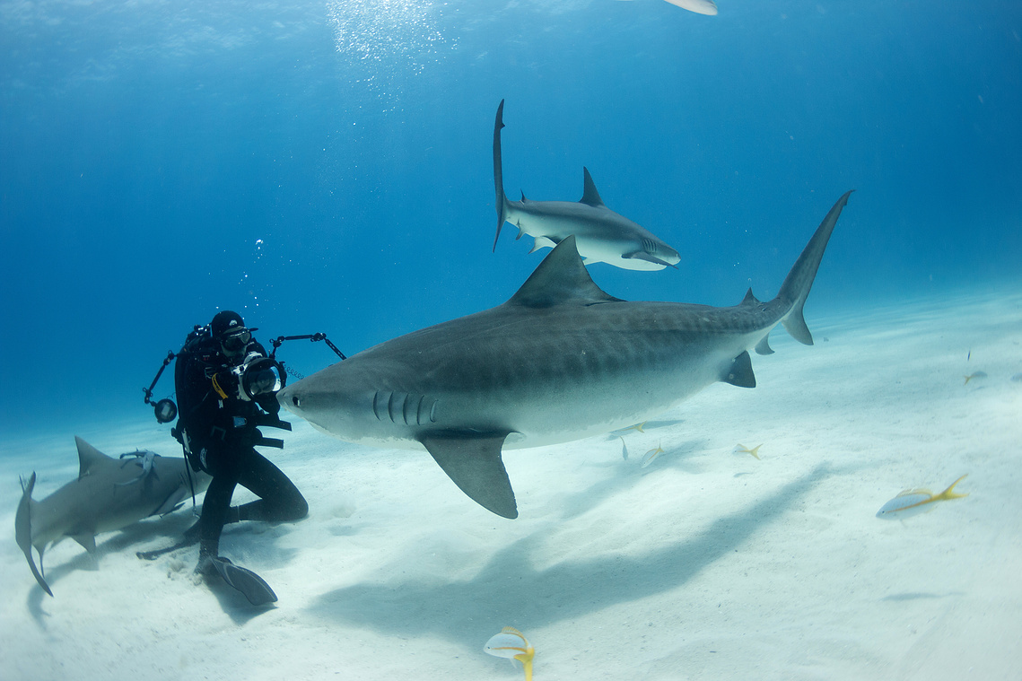 Benoît NOGUERRA - Underwater Photography