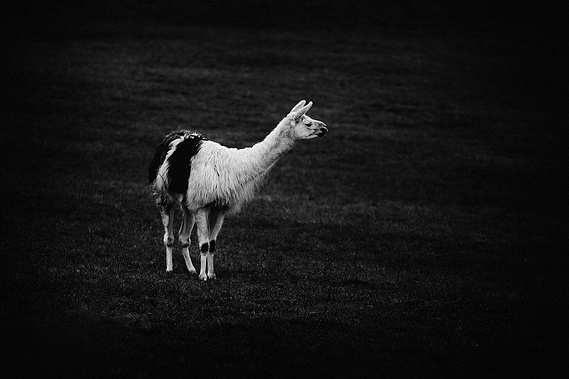 Urcuchillay II - Alpaca © Laurie Roche
