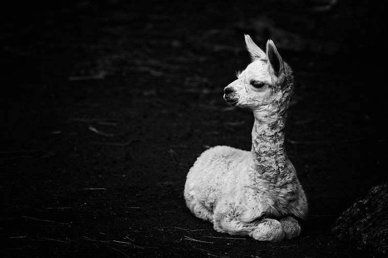 Murray II - Alpaca © Laurie Roche