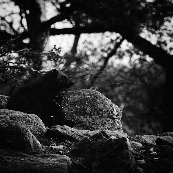 Mirrak III - Asian Black Bear © Laurie Roche
