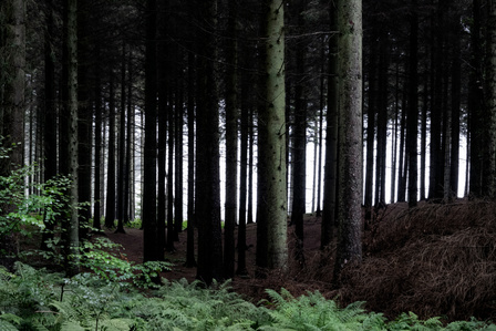 wood tree travel denmark europe photo
