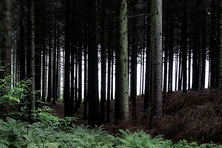 wood tree travel denmark europe photo