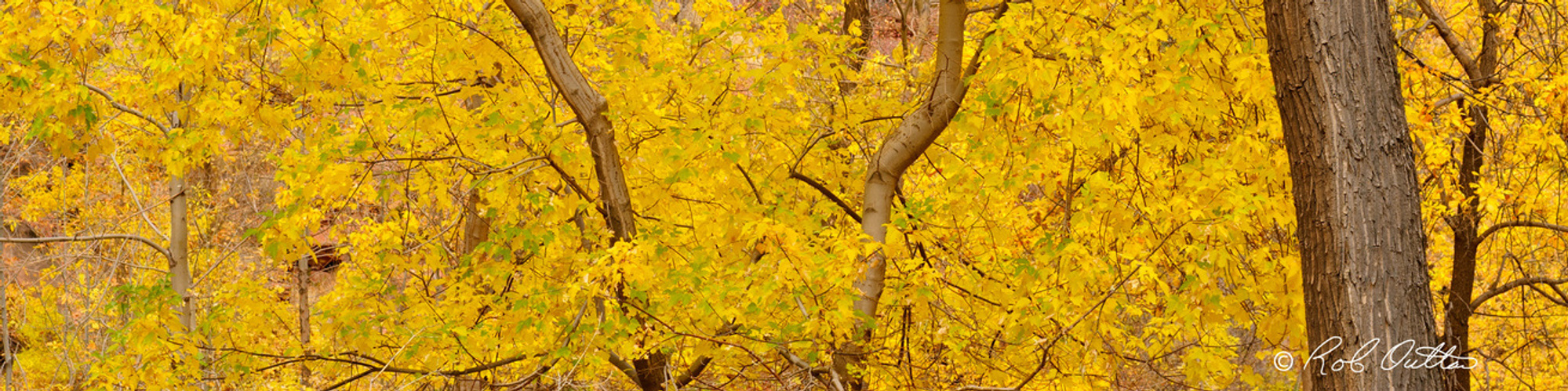 Autumn trees in Zion National Park Utah