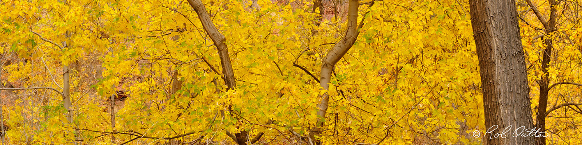 Autumn trees in Zion National Park Utah