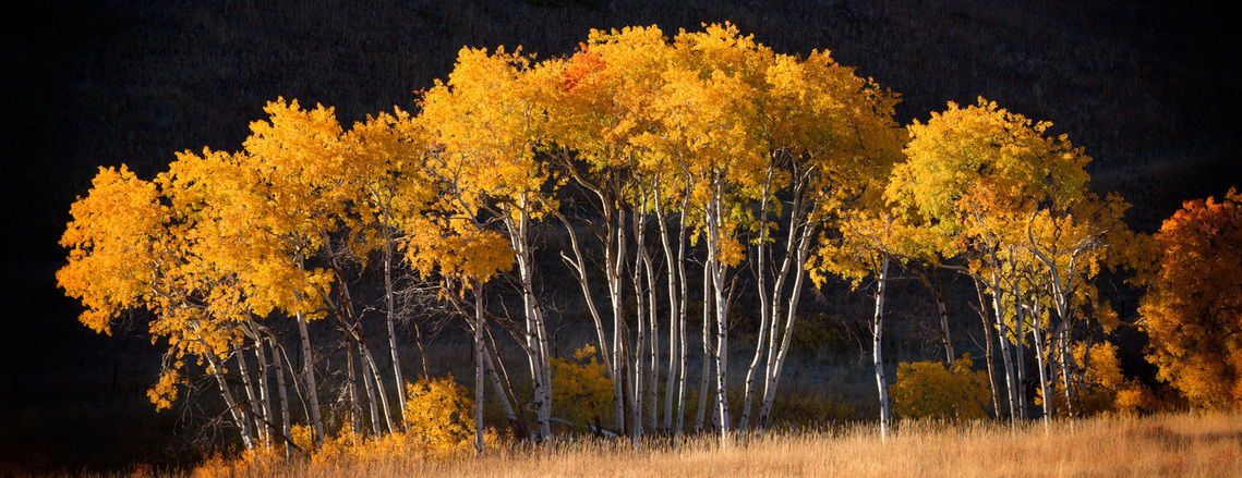 Aspen trees turning fall color with brilliant hues of reds and yellows in Montana