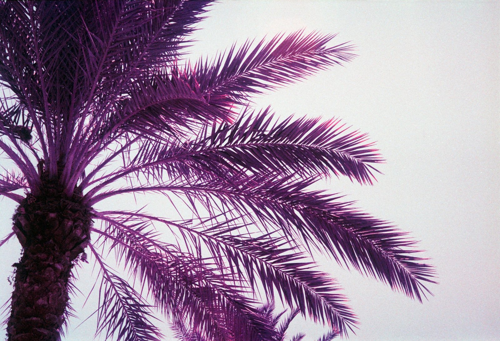 Purple Raindrop will ensure your design is beautiful and on brand! 