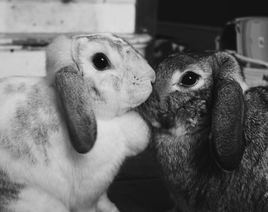 Effy Belle & Otto Buzz - Rabbit Care