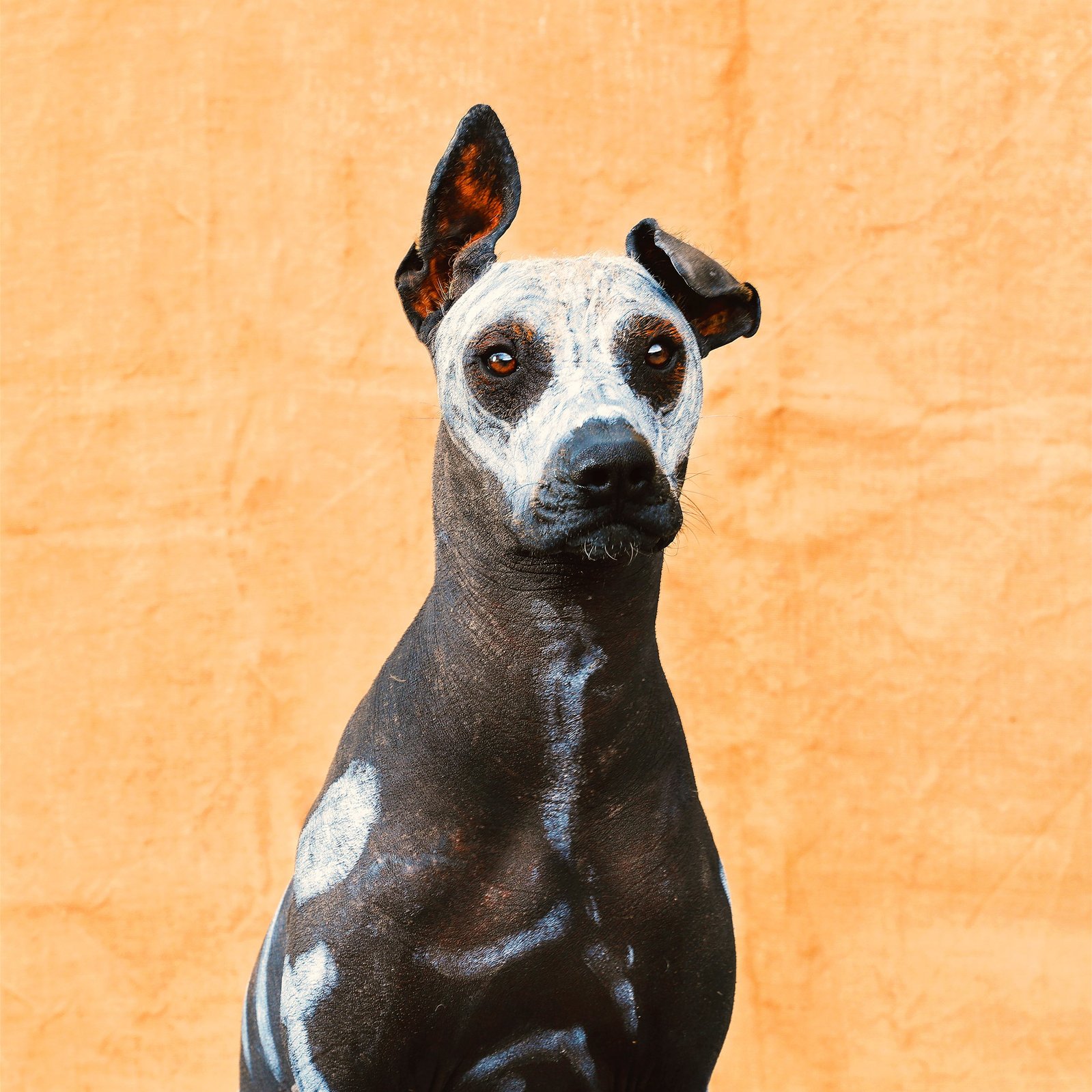 En Paraíso MX somos profesionales especializados en fotografía para peeros, gatos, aves y cualquier tipo de mascotas. Trabajos a domicilio en locación, en la CDMX y Tlaxcala.