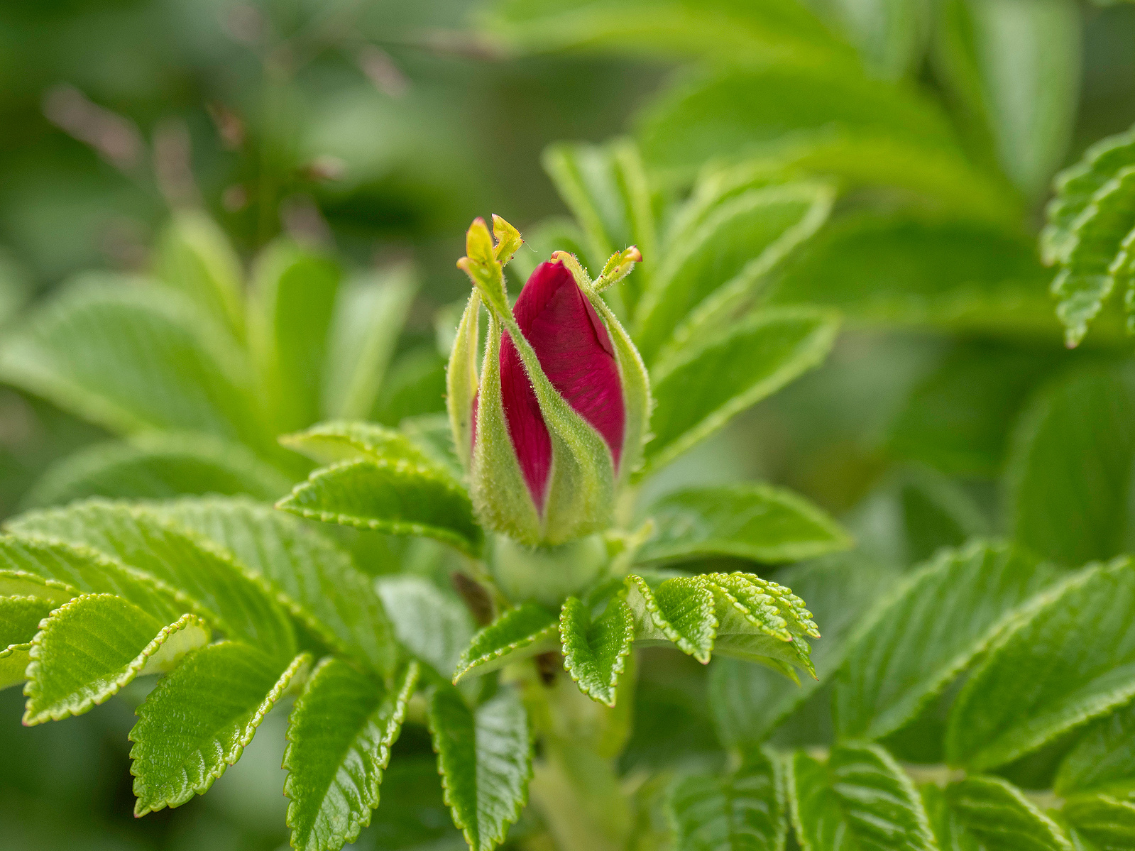 Flowers - Poetry, Landscapes, Creatures and Bird Photography