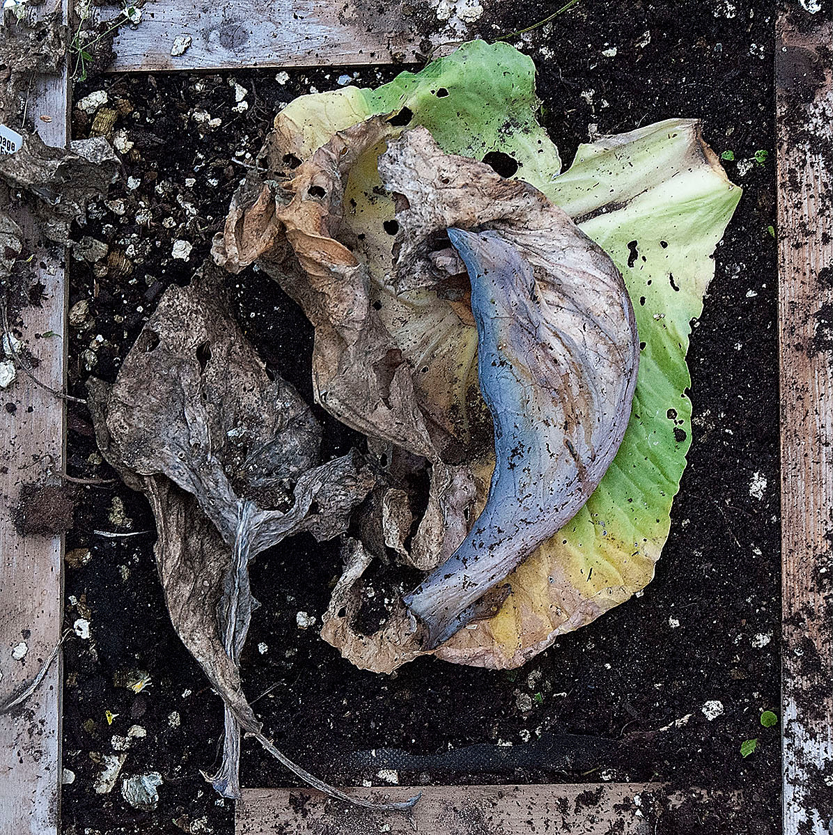 Decomposing, colourful garden vegetation, cabbage
