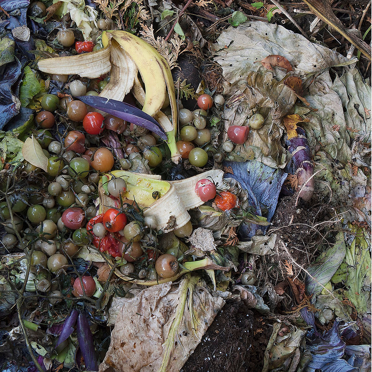 Decomposing, colourful garden vegetation, tomatoes