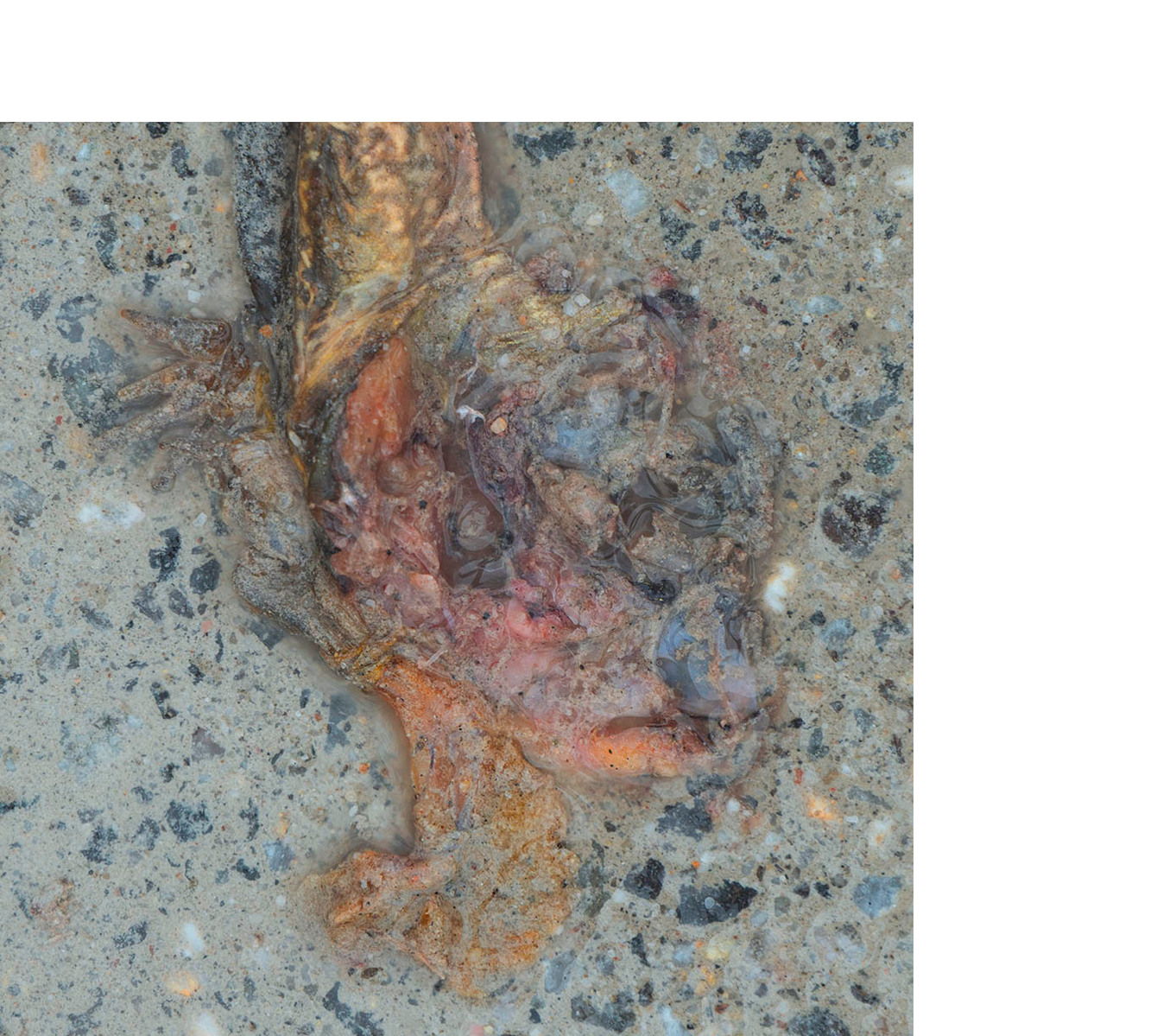 Squashed frog guts on a road.